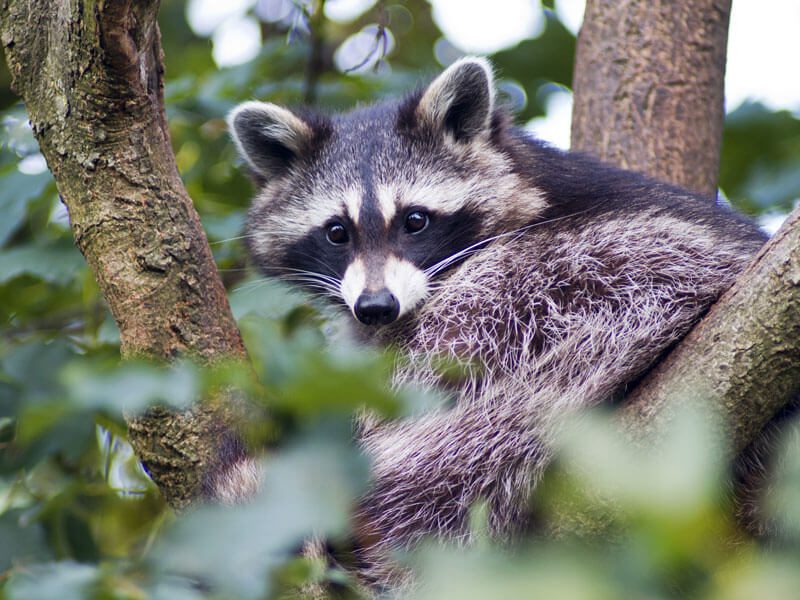 Racoon-in-Tree